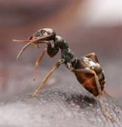 Redcliffe Commercial Pest Control