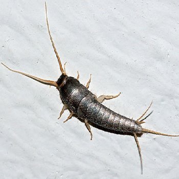 Silverfish